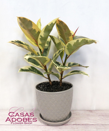 Variegated Ruby Ficus