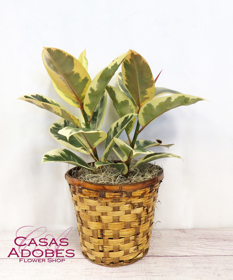 Variegated Ruby Ficus Rubber Tree