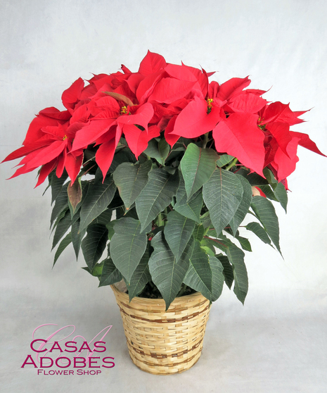 Red Poinsettia