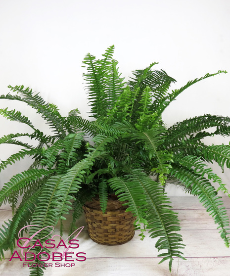 Kimberly Queen Fern