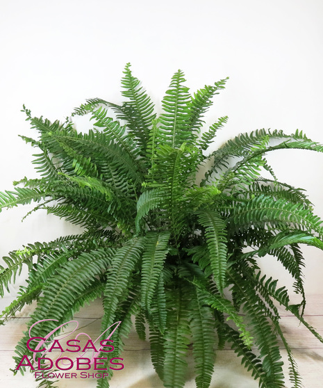 Kimberly Queen Fern in a ceramic pot or basket