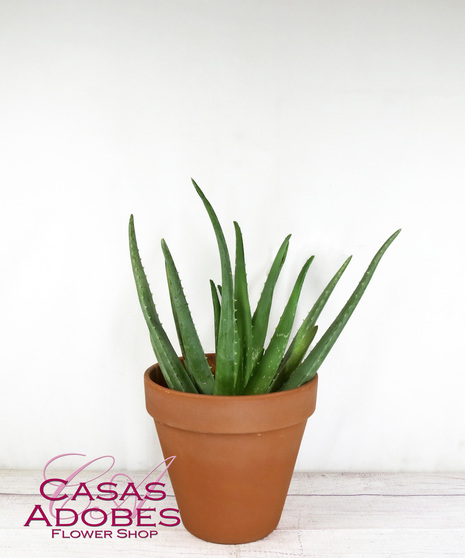 Aloe Vera Plant
