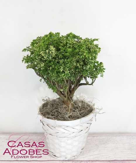Aralia Bonsaid  in basket or ceramic pot