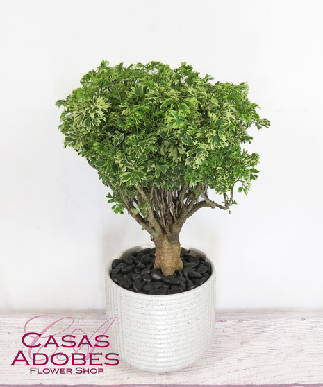 Aralia Bonsai