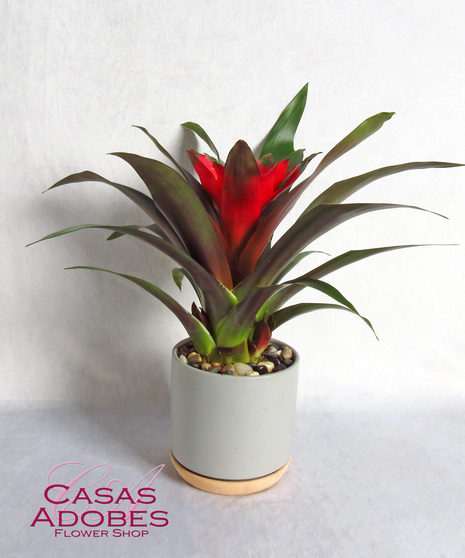 Flowering Plants