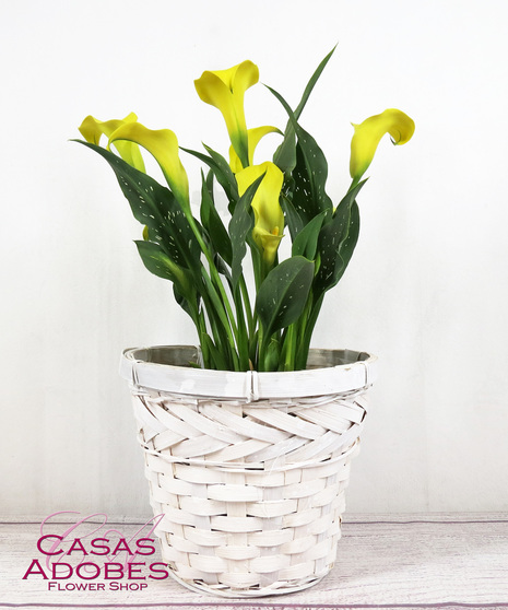 Calla Lily Plant