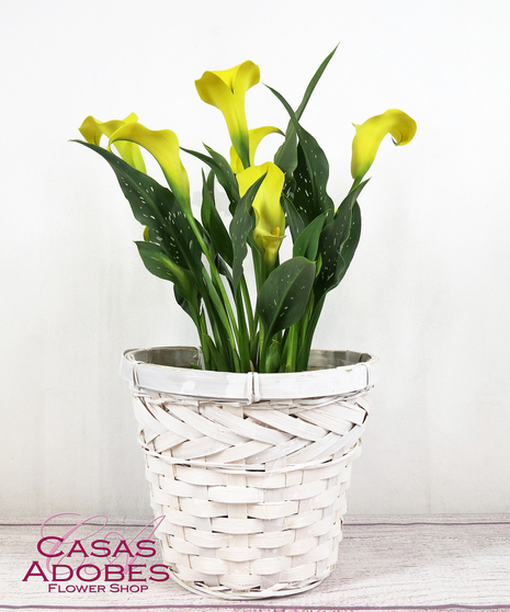 Calla Lily Plant