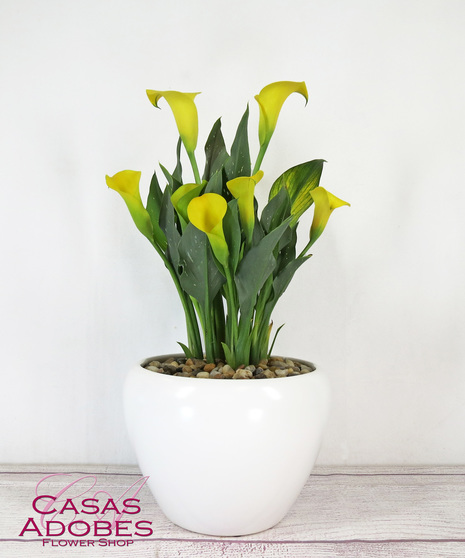 Calla Lily Plant