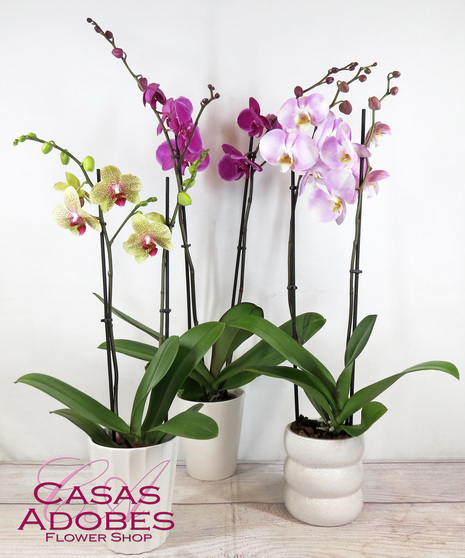 Colorful Orchid Plant