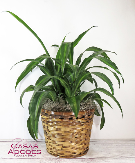 Corn Plant