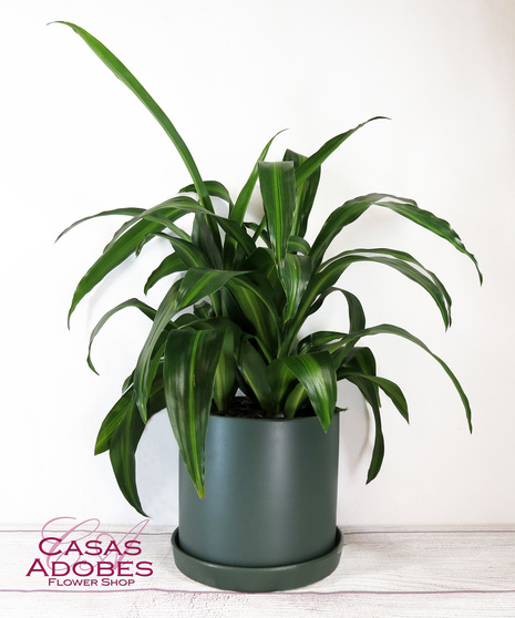 Corn Plant