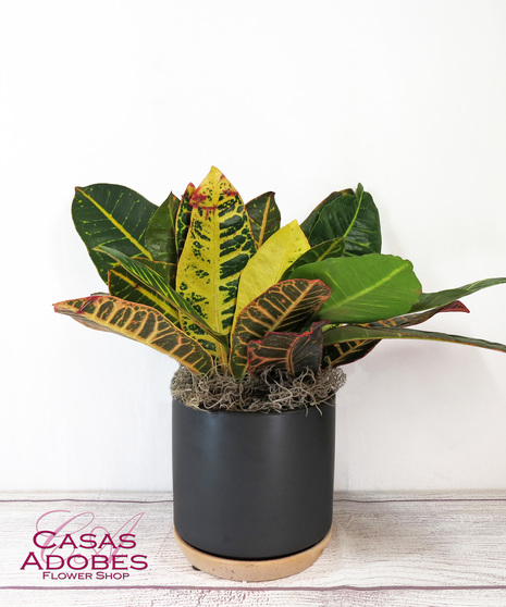 Croton