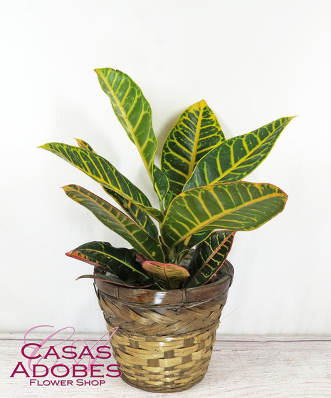 Croton Plant in a Basket