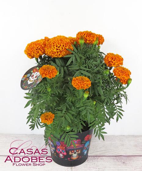 Marigold