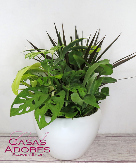 Assorted green houseplants in a ceramic pot