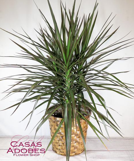Dracaena Plant