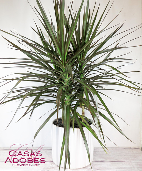 Dracaena