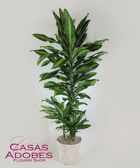 Corn Plant