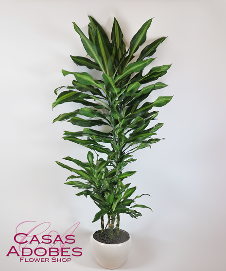 Corn Plant