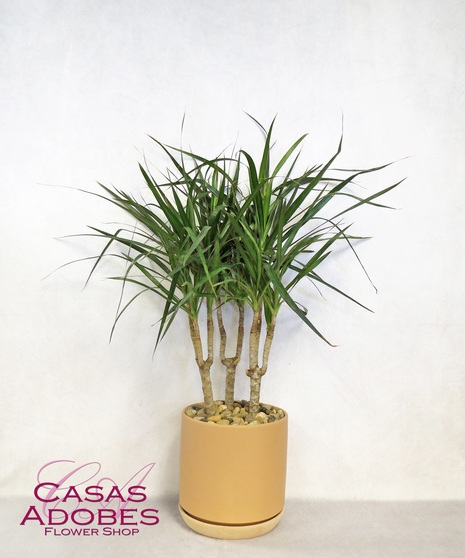 Dracaena