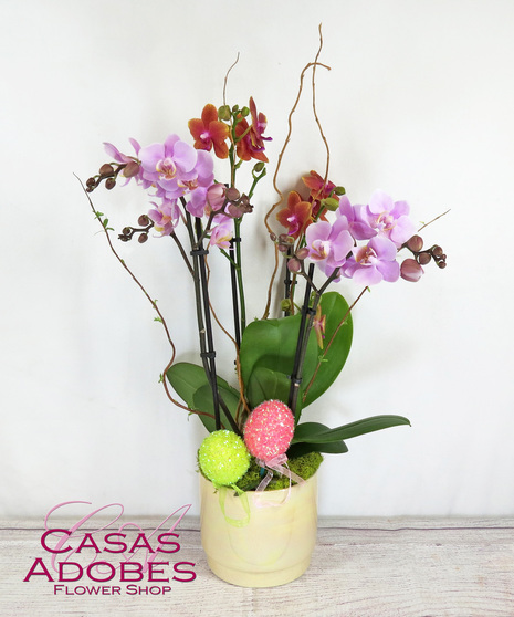 Easter Orchid Garden