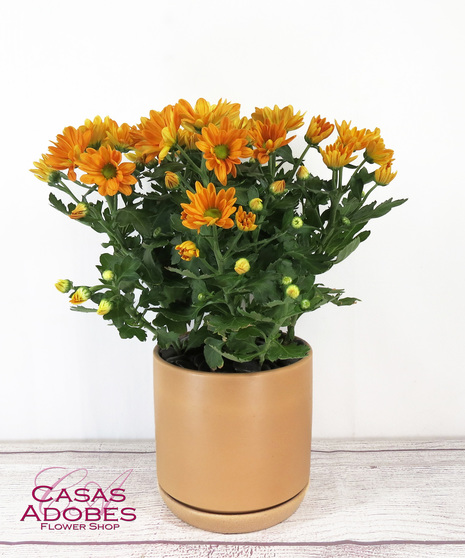 Flowering Plants