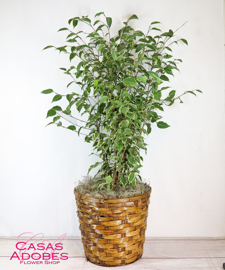 Ficus Benjamina Plant