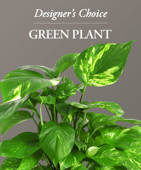 Designer's Choice Green Plant