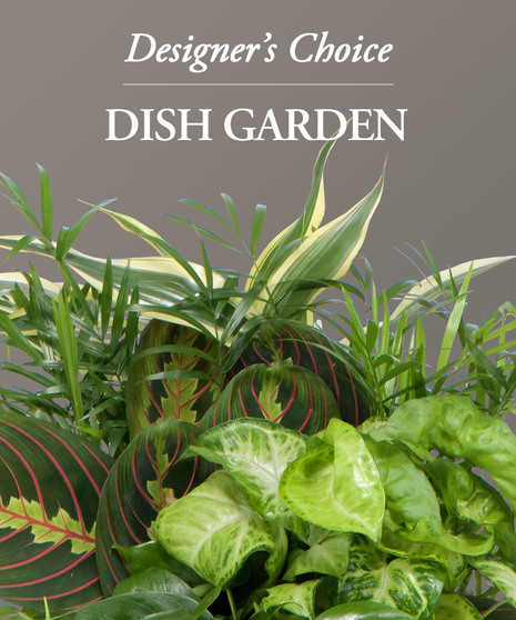Designer's Choice Dish Garden