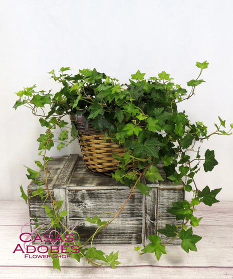 Ivy Plant in ceramic or basket 