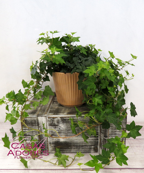 Ivy Plant in ceramic or basket 