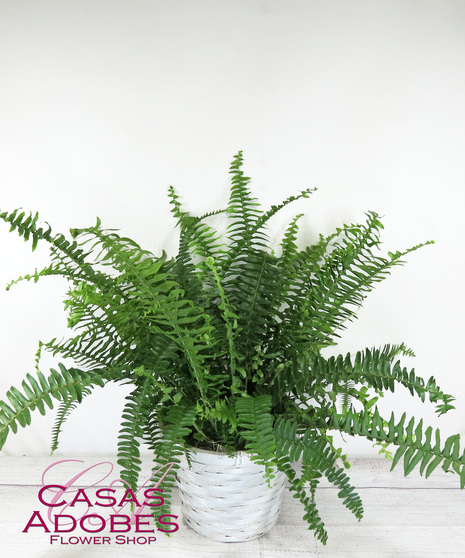 Kimberly Queen Fern in a ceramic pot or basket