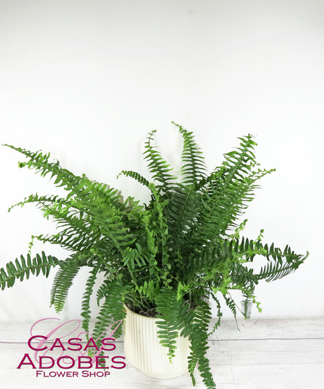 Kimberly Queen Fern