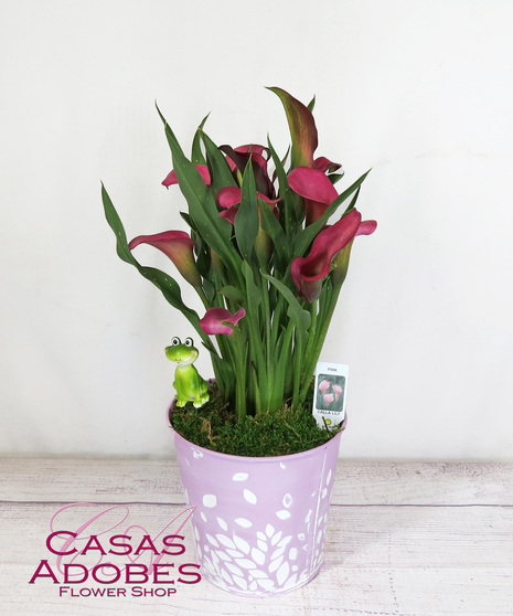 Calla Lily Plant