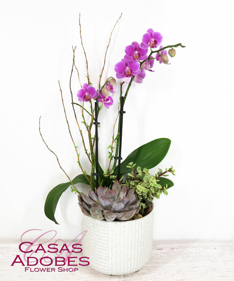 Orchid Oasis