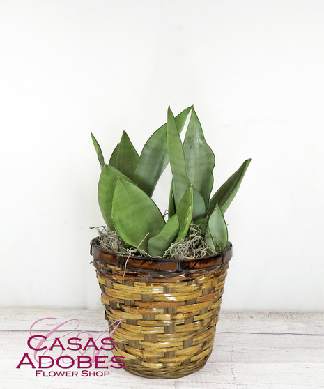 Moonshine Snake Plant in a ceramic pot 