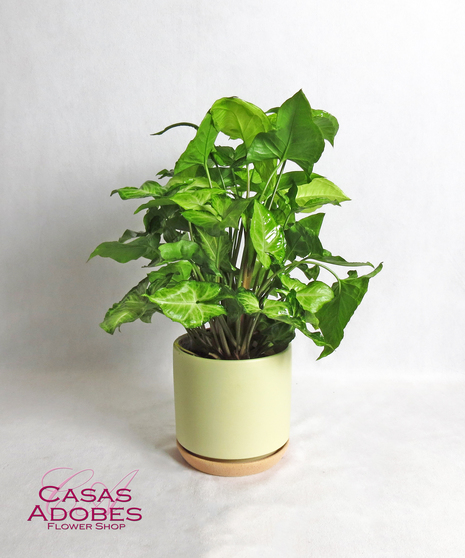 Nephthytis Plant in a Basket