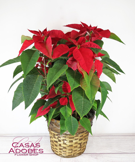 Poinsettia in a basket 