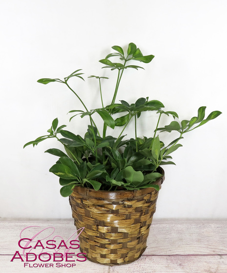 Schefflera Plant