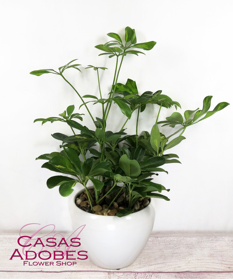 Schefflera in a basket or ceramic pot