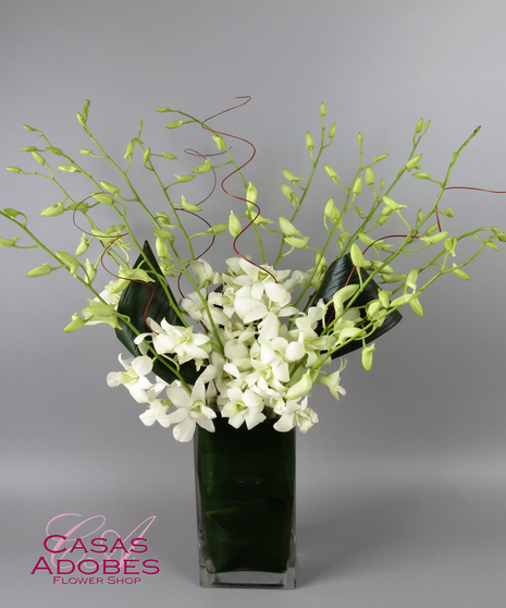 White Dendrobium Orchids in a Vase