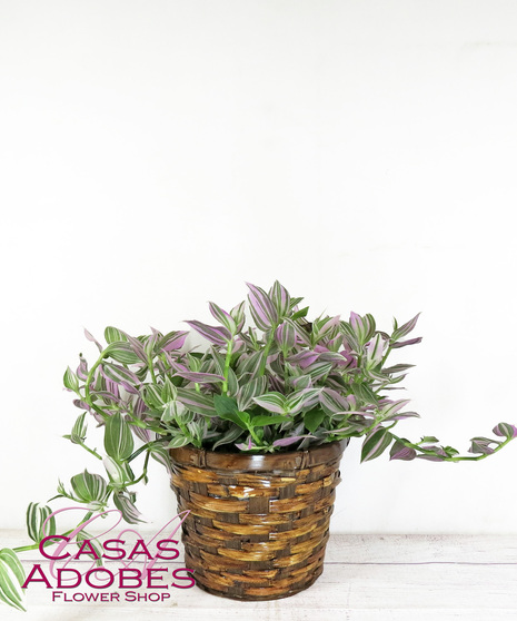 Tradescantia 'Nanouk' in a basket or ceramic pot