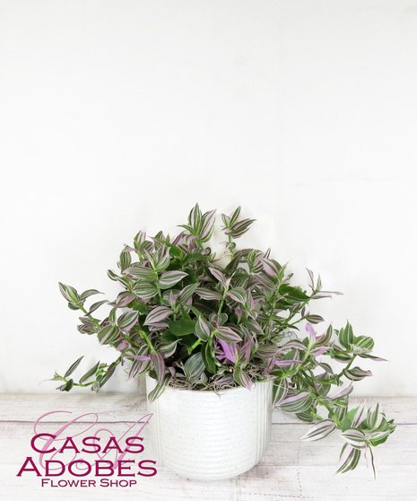 Green Plants