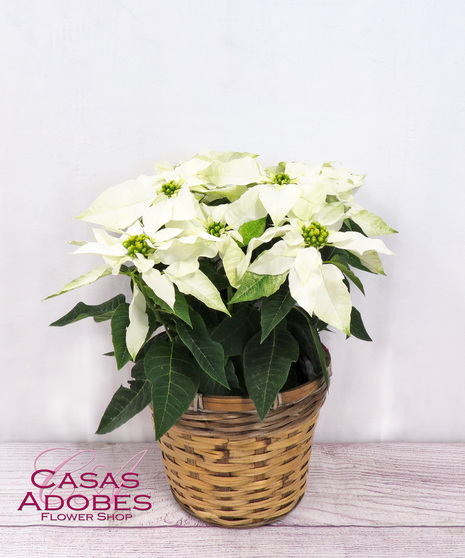 Poinsettia in a basket 