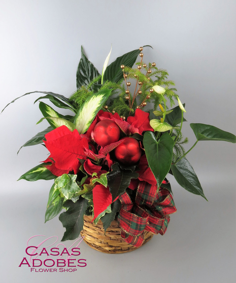 Blooming Poinsettia Basket