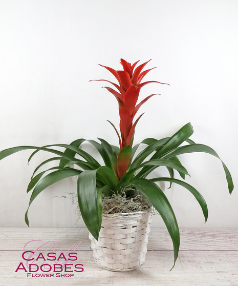 Flowering Plants