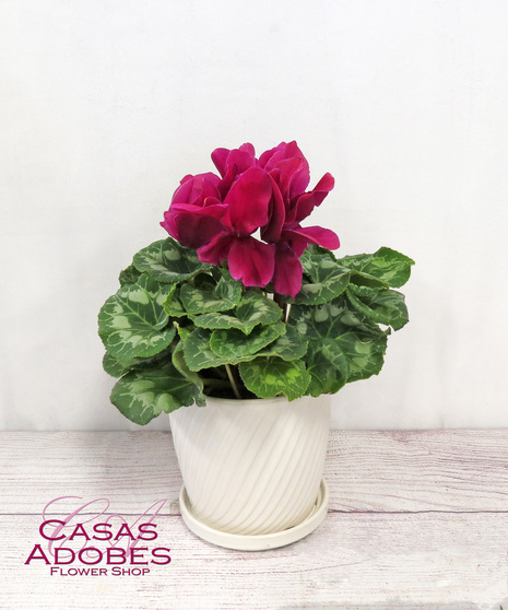 Cyclamen