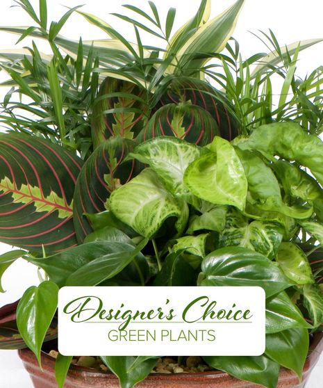 Mix of lush green houseplants in a planter basket