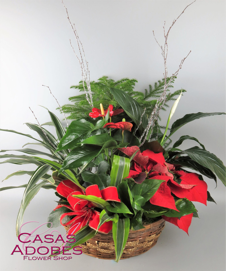 Large garden of plants with poinsettia, anthurium, norfolk pine and more with holiday accents