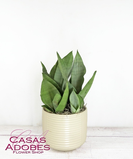 Moonshine Sansevieria